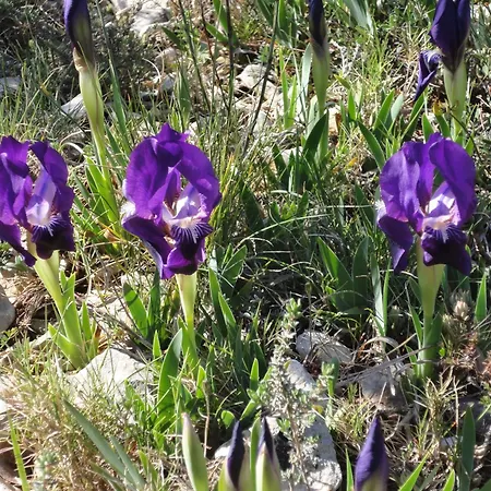 Chateau Les Poules Assignan