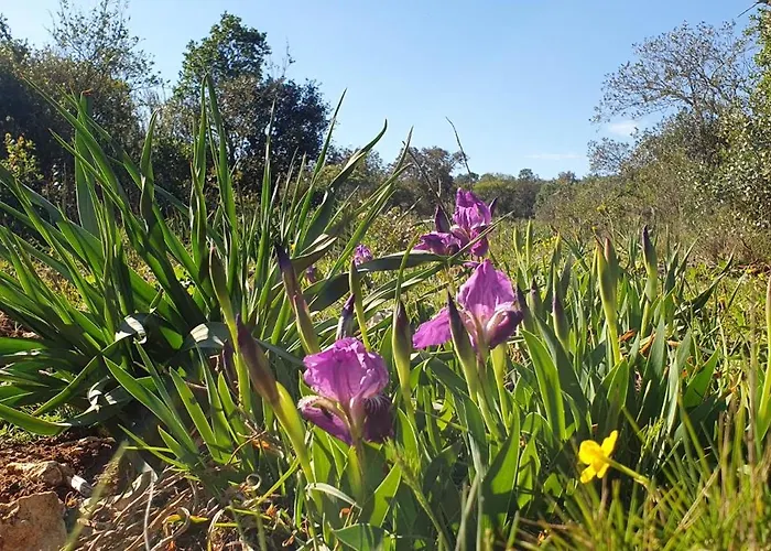Chateau Les Poules דירה