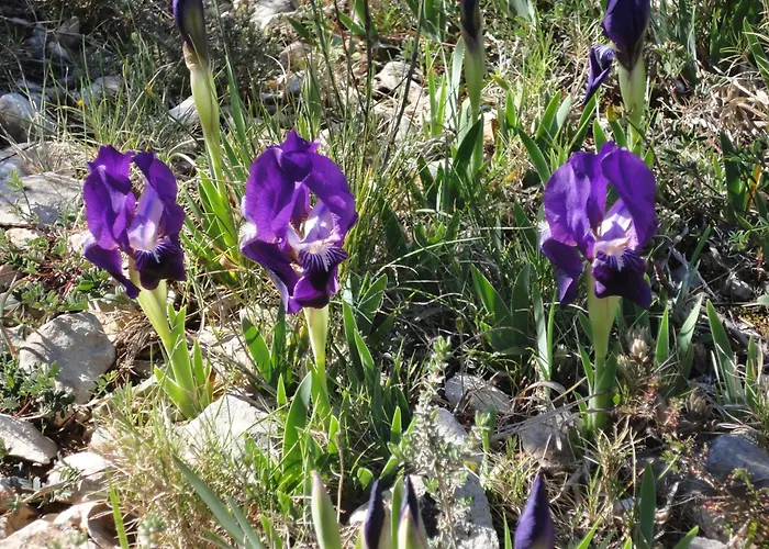 Chateau Les Poules Assignan